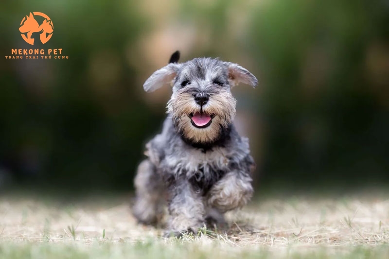 Khám Phá Thế Giới Chó Schnauzer Với Thông Tin Chi Tiết Về Mua Bán Tại TP.HCM, Bình Dương